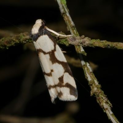 Chiriphe dichotoma (Reticulated Footman) at Freshwater Creek, VIC - 12 Nov 2024 by WendyEM