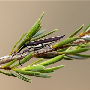 Rhinotia sp. (genus) (Unidentified Rhinotia weevil) at Denman Prospect, ACT by KarinNeufeld