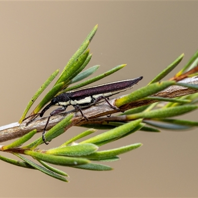 Rhinotia sp. (genus) (Unidentified Rhinotia weevil) at Denman Prospect, ACT - 26 Oct 2024 by KarinNeufeld