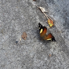 Vanessa itea (Yellow Admiral) at Goulburn, NSW - 20 Nov 2024 by clarehoneydove