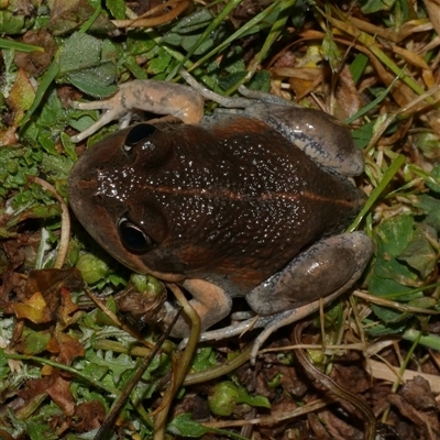 Limnodynastes dumerilii (Eastern Banjo Frog) at Freshwater Creek, VIC - 12 Nov 2024 by WendyEM