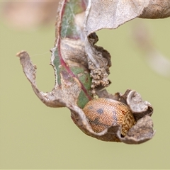 Paropsis atomaria (Eucalyptus leaf beetle) at Denman Prospect, ACT - 27 Oct 2024 by KarinNeufeld