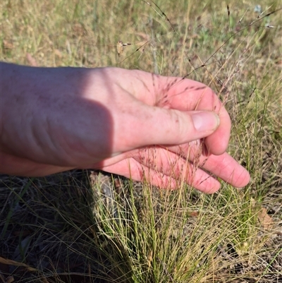 Nassella trichotoma (Serrated Tussock) at Lake George, NSW - 20 Nov 2024 by clarehoneydove