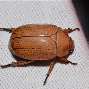 Anoplognathus pallidicollis at suppressed - 20 Nov 2024