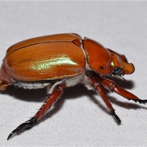 Anoplognathus montanus at Jerrabomberra, NSW - suppressed