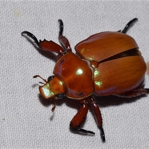 Anoplognathus montanus at Jerrabomberra, NSW - 20 Nov 2024