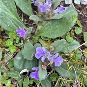 Ajuga australis at Tinderry, NSW - 20 Nov 2024 02:24 PM