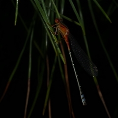 Xanthagrion erythroneurum (Red & Blue Damsel) at Freshwater Creek, VIC - 12 Nov 2024 by WendyEM