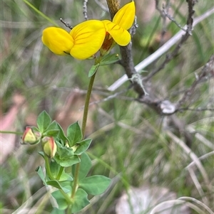 Lotus corniculatus at Tinderry, NSW - 20 Nov 2024