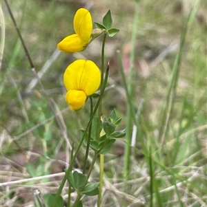 Lotus corniculatus at Tinderry, NSW - 20 Nov 2024