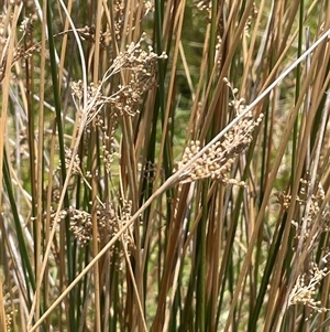 Juncus sarophorus at Tinderry, NSW - 20 Nov 2024 01:21 PM