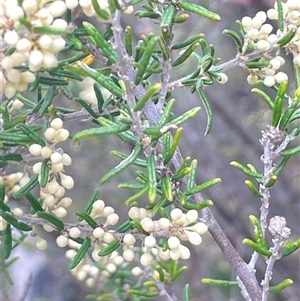 Pomaderris phylicifolia subsp. ericoides at Tinderry, NSW - 20 Nov 2024