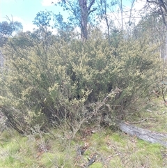 Pomaderris phylicifolia subsp. ericoides at Tinderry, NSW - 20 Nov 2024