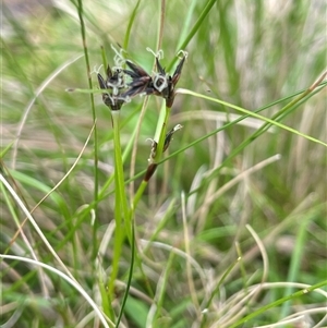 Schoenus apogon (Common Bog Sedge) at Tinderry, NSW by JaneR