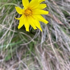 Microseris walteri (Yam Daisy, Murnong) at Tinderry, NSW - 20 Nov 2024 by JaneR