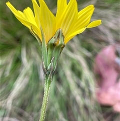 Microseris walteri at Tinderry, NSW - 20 Nov 2024