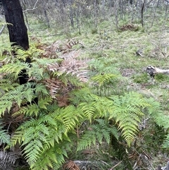 Pteridium esculentum (Bracken) at Tinderry, NSW - 20 Nov 2024 by JaneR