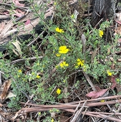 Hibbertia obtusifolia at Tinderry, NSW - 20 Nov 2024 01:51 PM