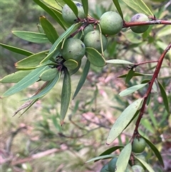 Persoonia silvatica (Forest Geebung) at Tinderry, NSW - 20 Nov 2024 by JaneR