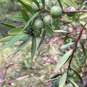 Persoonia silvatica at Tinderry, NSW - 20 Nov 2024