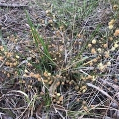 Acacia gunnii (Ploughshare Wattle) at Crace, ACT - 20 Nov 2024 by nerigibb