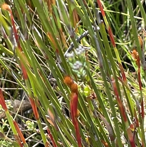 Baloskion australe (Mountain Cordrush) at Tinderry, NSW by JaneR