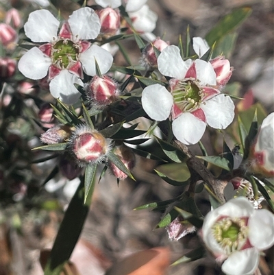 Leptospermum arachnoides (Spidery Tea-tree) at Tinderry, NSW - 20 Nov 2024 by JaneR