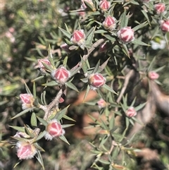 Leptospermum arachnoides at Tinderry, NSW - 20 Nov 2024 10:50 AM