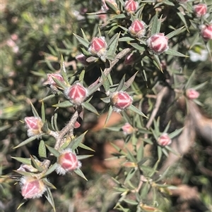 Leptospermum arachnoides at Tinderry, NSW - 20 Nov 2024 10:50 AM