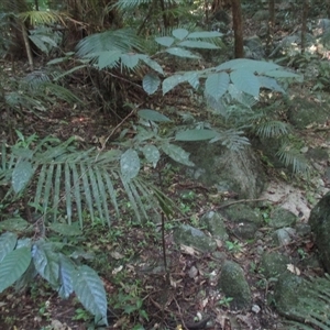 Prunus turneriana at Syndicate, QLD - 26 Apr 2015 03:37 PM