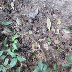 Prunus turneriana at Syndicate, QLD - 20 Nov 2015 03:16 PM