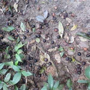 Prunus turneriana at Syndicate, QLD - 20 Nov 2015 03:16 PM