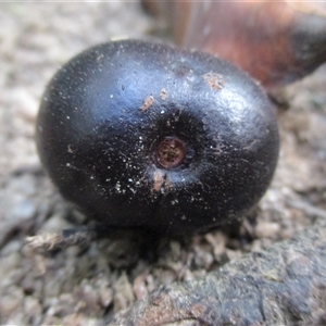 Prunus turneriana at Syndicate, QLD - 20 Nov 2015 03:16 PM