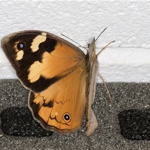 Heteronympha merope at Melba, ACT - 18 Nov 2024