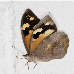 Heteronympha merope at Melba, ACT - 18 Nov 2024 09:55 PM