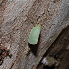 Siphanta acuta at Yarralumla, ACT - 12 Nov 2024