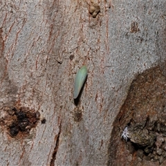 Siphanta acuta at Yarralumla, ACT - 12 Nov 2024