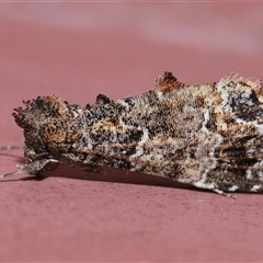 Arrade destituta (Hypeninae) at Parkes, ACT - 20 Nov 2024 by TimL