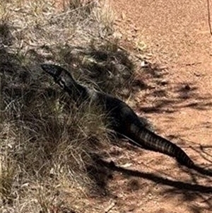 Varanus rosenbergi at Ainslie, ACT - suppressed