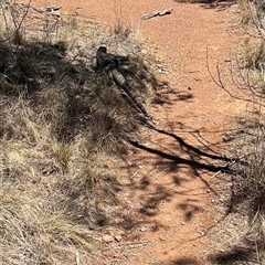 Varanus rosenbergi at Ainslie, ACT - suppressed