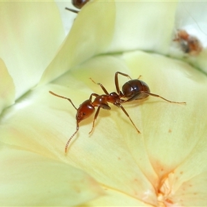 Papyrius sp. (genus) at Acton, ACT - suppressed