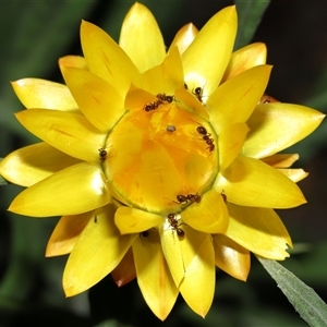 Papyrius sp. (genus) at Acton, ACT - suppressed