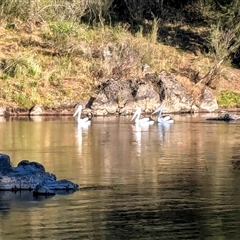 Pelecanus conspicillatus (Australian Pelican) at Strathnairn, ACT - 20 Nov 2024 by jeremyahagan