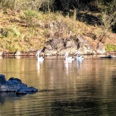 Pelecanus conspicillatus (Australian Pelican) at Strathnairn, ACT - 20 Nov 2024 by jeremyahagan