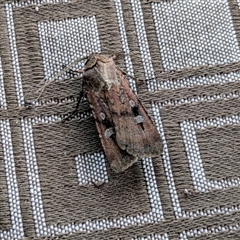 Agrotis infusa (Bogong Moth, Common Cutworm) at Uriarra Village, ACT - 20 Nov 2024 by jeremyahagan