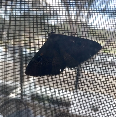 Dasypodia selenophora (Southern old lady moth) at Greenway, ACT - 7 Nov 2024 by gnome54321