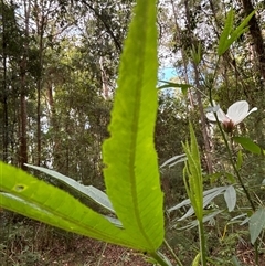 Unidentified Plant at Lorne, NSW - 8 Nov 2024 by Butlinz