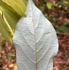 Neolitsea dealbata at Lorne, NSW - 6 Nov 2024 by Butlinz