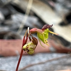 Caleana minor (Small Duck Orchid) at Aranda, ACT - 20 Nov 2024 by dgb900