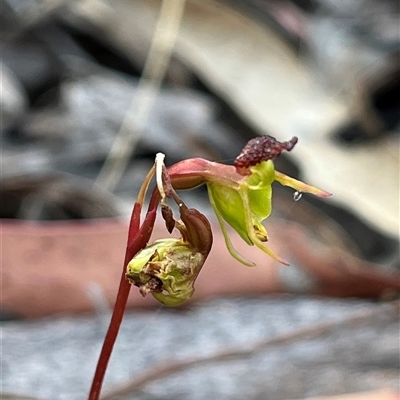 Caleana minor (Small Duck Orchid) at Aranda, ACT - 20 Nov 2024 by dgb900